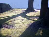 Shadow Trees